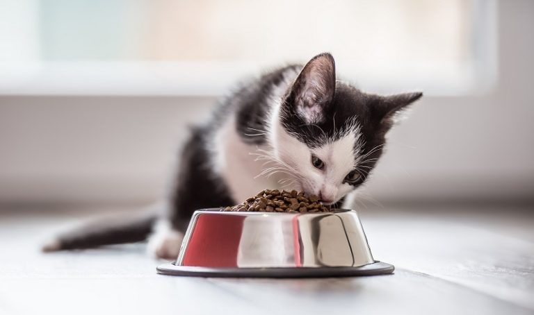 Optimize Your Kitten’s Health and Happiness with Premium Cat Food
